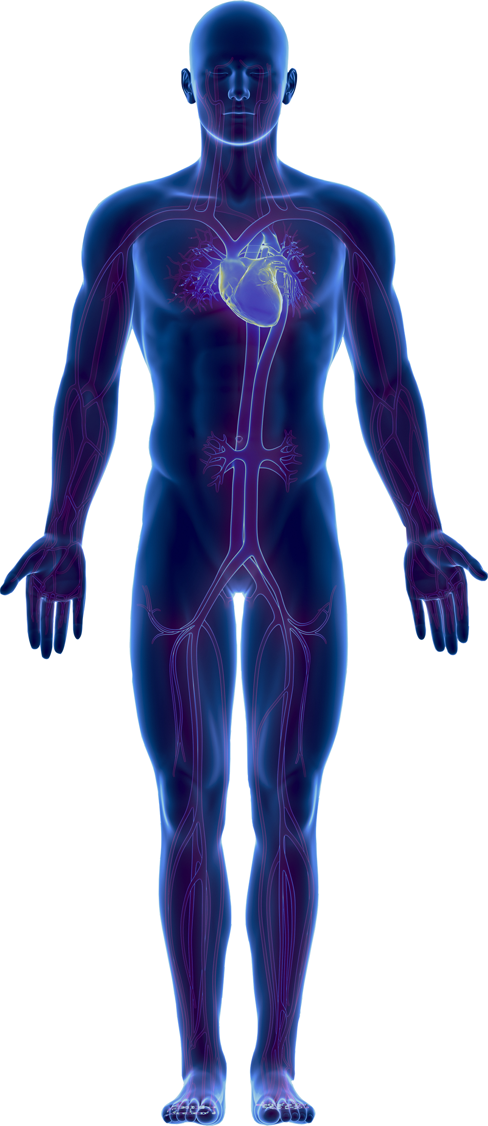Imagen del cuerpo humano